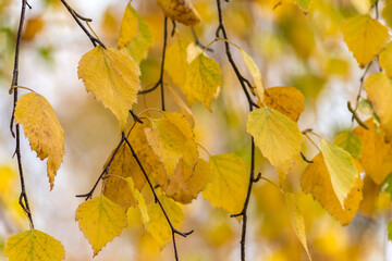 Fototapeta na wymiar yellow autumn leaves on a tree branch
