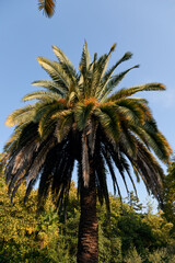 Fototapeta na wymiar nature, tourism concept - Green palm tree on blue sky background