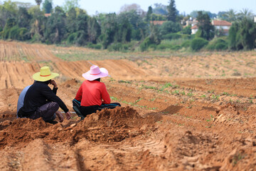 Farmer rest in a plowed potato field.