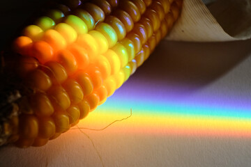 Rainbow color light, spectrum of visible light on a dry corncob 