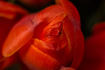 red tulip flower near. Macro