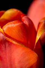 red tulip flower near. Macro