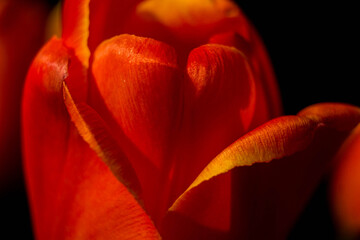 red tulip flower near. Macro