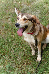 red dog in a leash plays on the grass