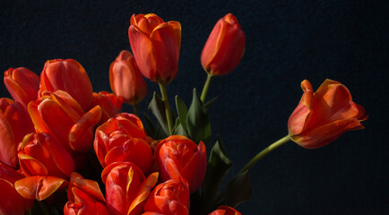 bouquet of red tulips on a dark background