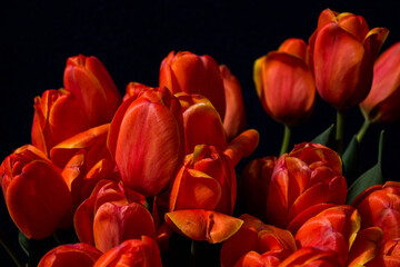 bouquet of red tulips on a dark background