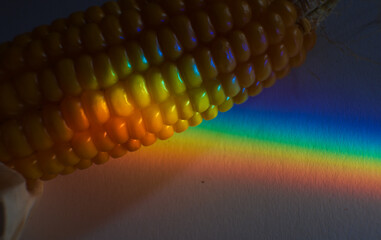 Rainbow color light, spectrum of visible light on a dry corncob 