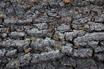 Tree bark