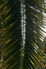 Obraz premium nature, tourism concept - Green palm trees leaves on blue sky background