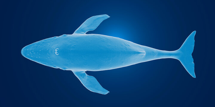 3D rendering of a blue whale 