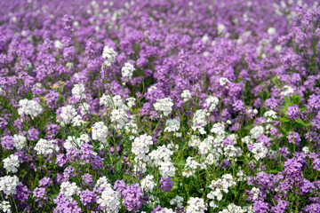 Lilac and white  flowering dame's rocket plants from close