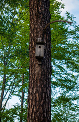 Cute wooden birdhouse upon a high tree with thin branches with green leaves on the clear blue vivid sky background 