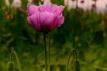 Einzelne Mohnblüte in der Wiese 