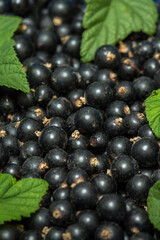 blackcurrant macro background