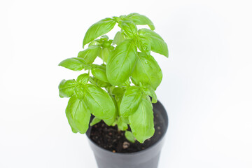 鉢で育てたバジル