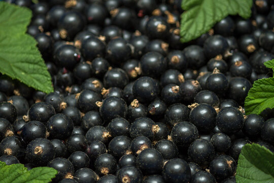 Blackcurrant Macro Background