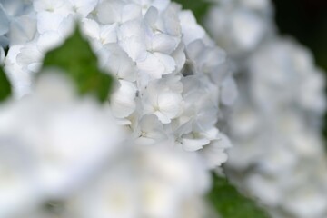真っ白な紫陽花