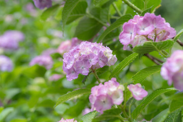 雨に濡れた紫陽花　　紫色