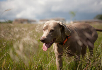 portrait of a dog