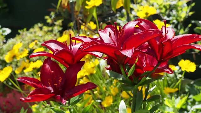 Fleurs de lys ou lis asiatique aux &eacute;l&eacute;gantes p&eacute;tales lumineuse bien que rouge fonc&eacute; et pourpr&eacute; se balan&ccedil;ant sur de hautes tiges au feuillage vert