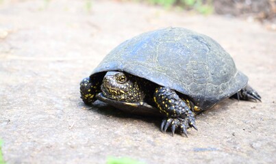 The European pond turtle (Emys orbicularis), also called commonly the European pond terrapin and the European pond tortoise  in nature.