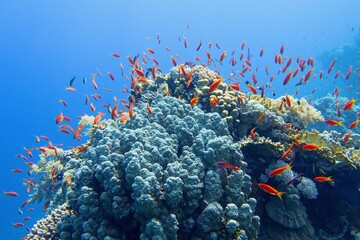 Beautiful tropical coral reef with shoal of red coral fish Anthias