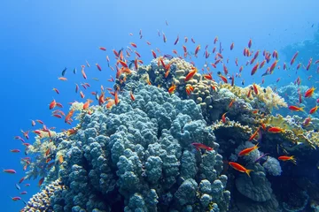 Poster Beautiful tropical coral reef with shoal of red coral fish Anthias © Tunatura