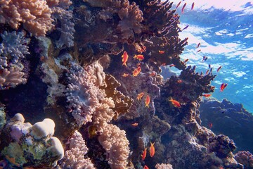 Beautiful tropical coral reef with shoal of red coral fish Anthias