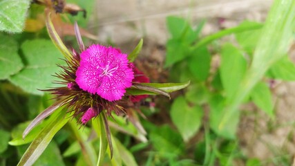 Lightpink flower closeup