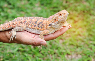 Bearded dragon  beautiful skin on man hand.