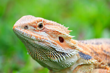 Bearded dragon  beautiful skin on natural background