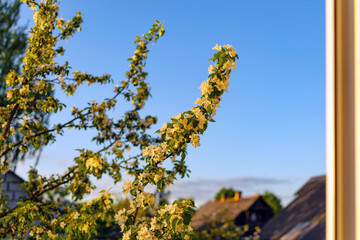 Blooming apple trees in the garden view from the window.