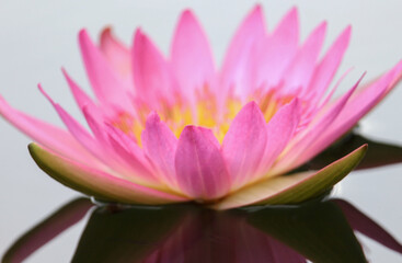 Pink lotus flowers are blooming beautifully in nature.