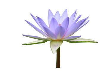 Lotus flower isolated on white background © NONTANUN