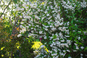 Beautiful luxurious nature white flowers bush in Normandy. Sunny spring day. Colorful and peaceful nature.