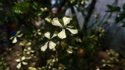 Flowers