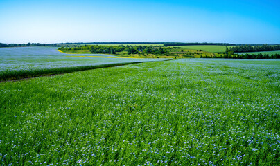 A road through a field of flowering flax leads to a small farm