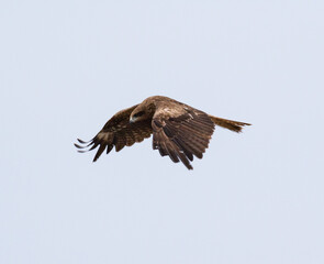 The Japanese Sea Hawk 