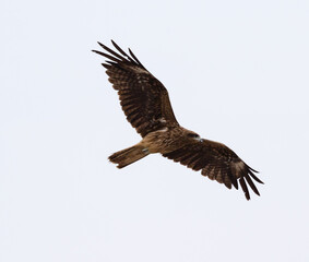 The Japanese Sea Hawk 