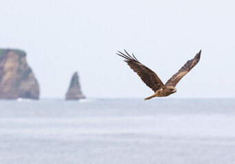 The Japanese Sea Hawk 