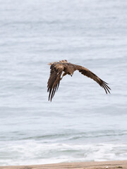 The Japanese Sea Hawk 