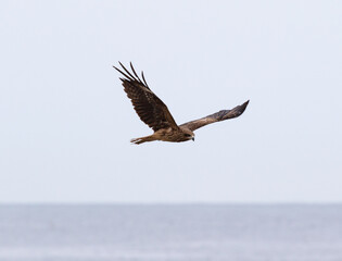 The Japanese Sea Hawk 