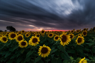 Sunflower field under dramatic dark sky and vibrant red sunset with moving clouds