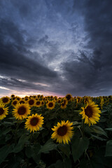 yellow and orange sunflowers on field during sunset in Poland