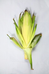 White Hokkaido Corn on a white background Not peeled