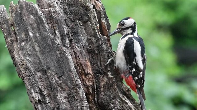 Great spotted woodpecker (Dendrocopos major) male wedging hazelnut in crevice on tree stump and hammering on the nut