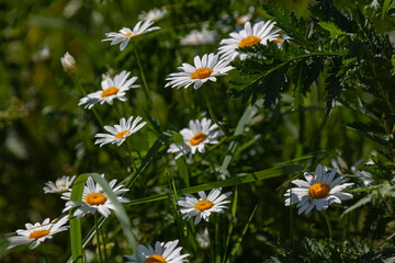 White daisies on a green background
