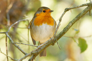 Petirrojo ( Erithacus rubecula), posado sobre la rama.