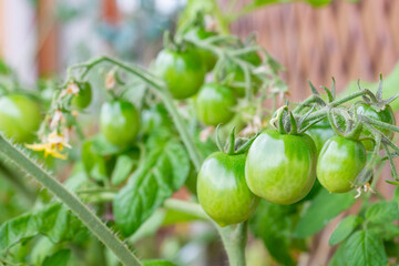 Healthy organic heirloom open pollinated tomato plant Red Alert variety growing in a pot on balcony on a sunny day. Small green fruits ripening outdoors. Urban gardening in Trento city, Italy, Europe.