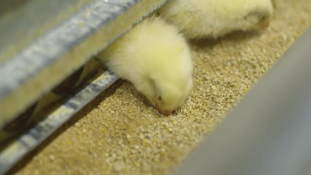 Small Chicks poke their heads through the hole in the feeder. Yellow chickens peck mixed feed from a feeder at a poultry farm
